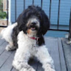 Meet your Posher, Grace